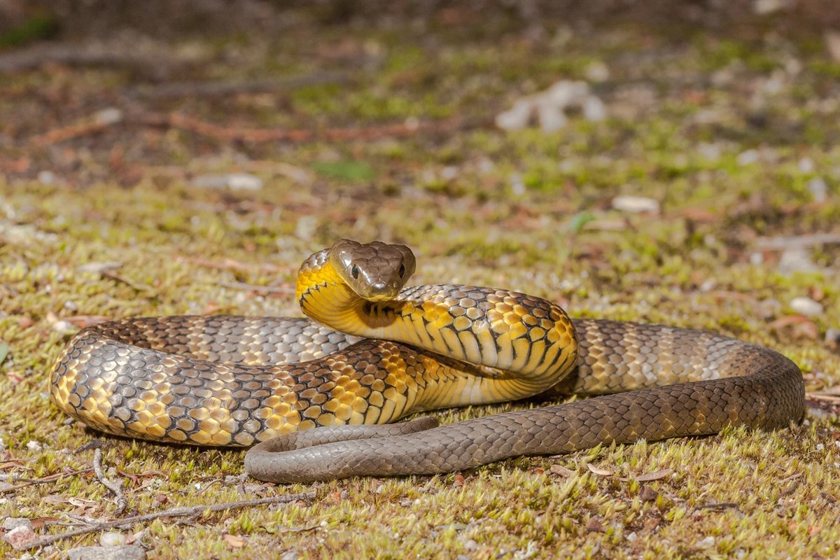 The Tiger Snake