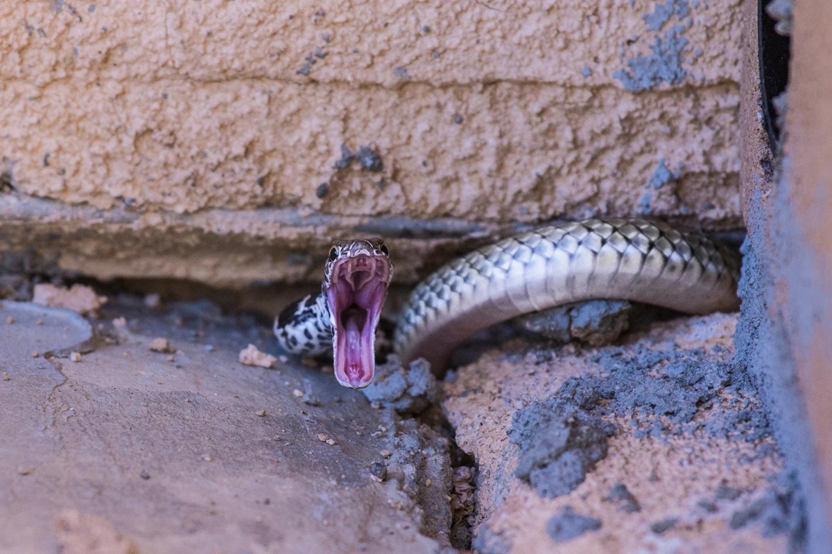 Reading Snake Body Language - Gopher snake