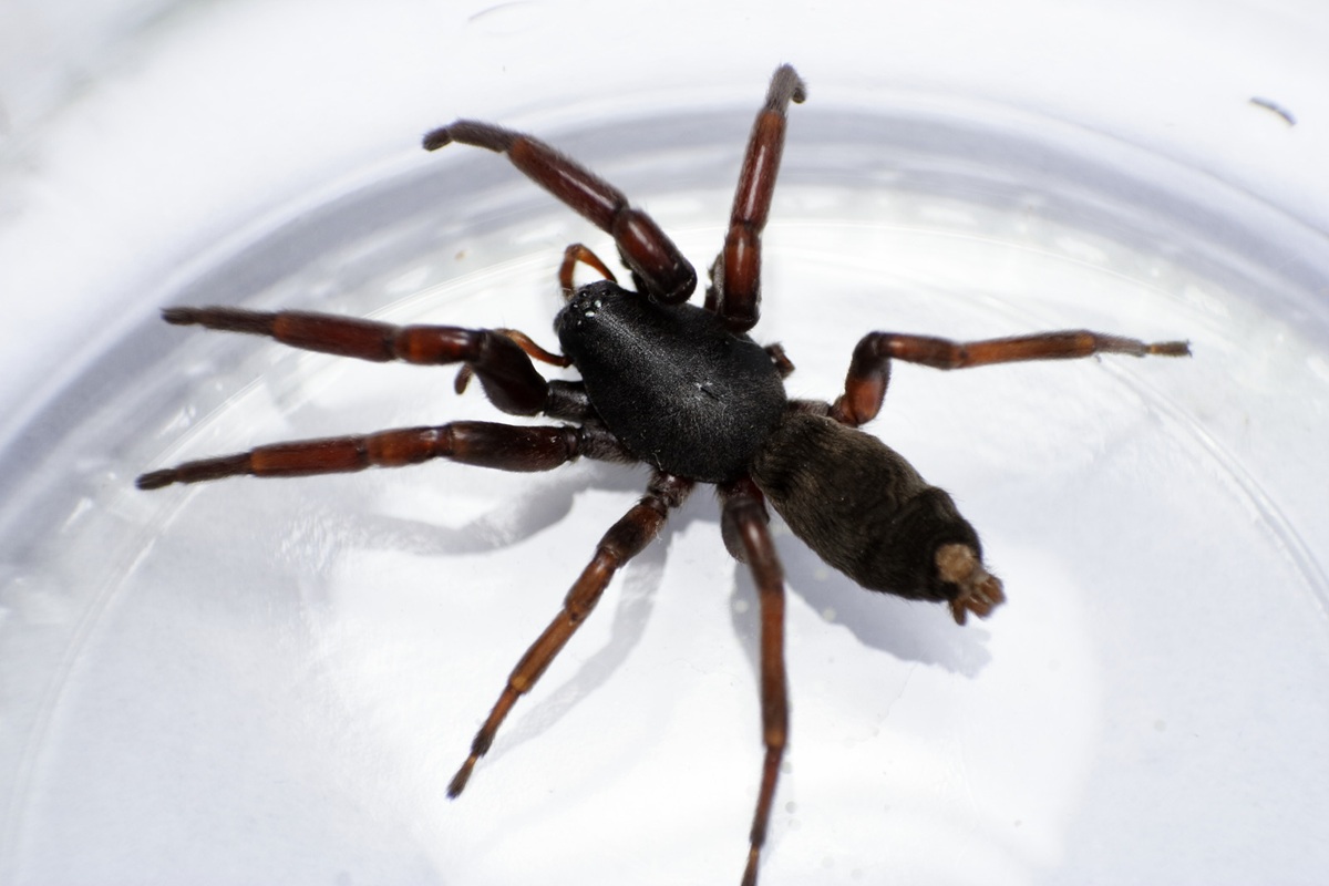 White Tail Spider
