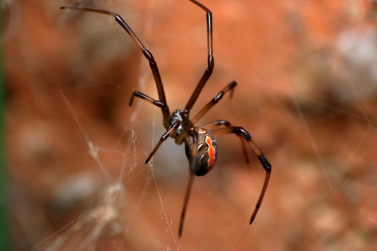 Redback Spiders