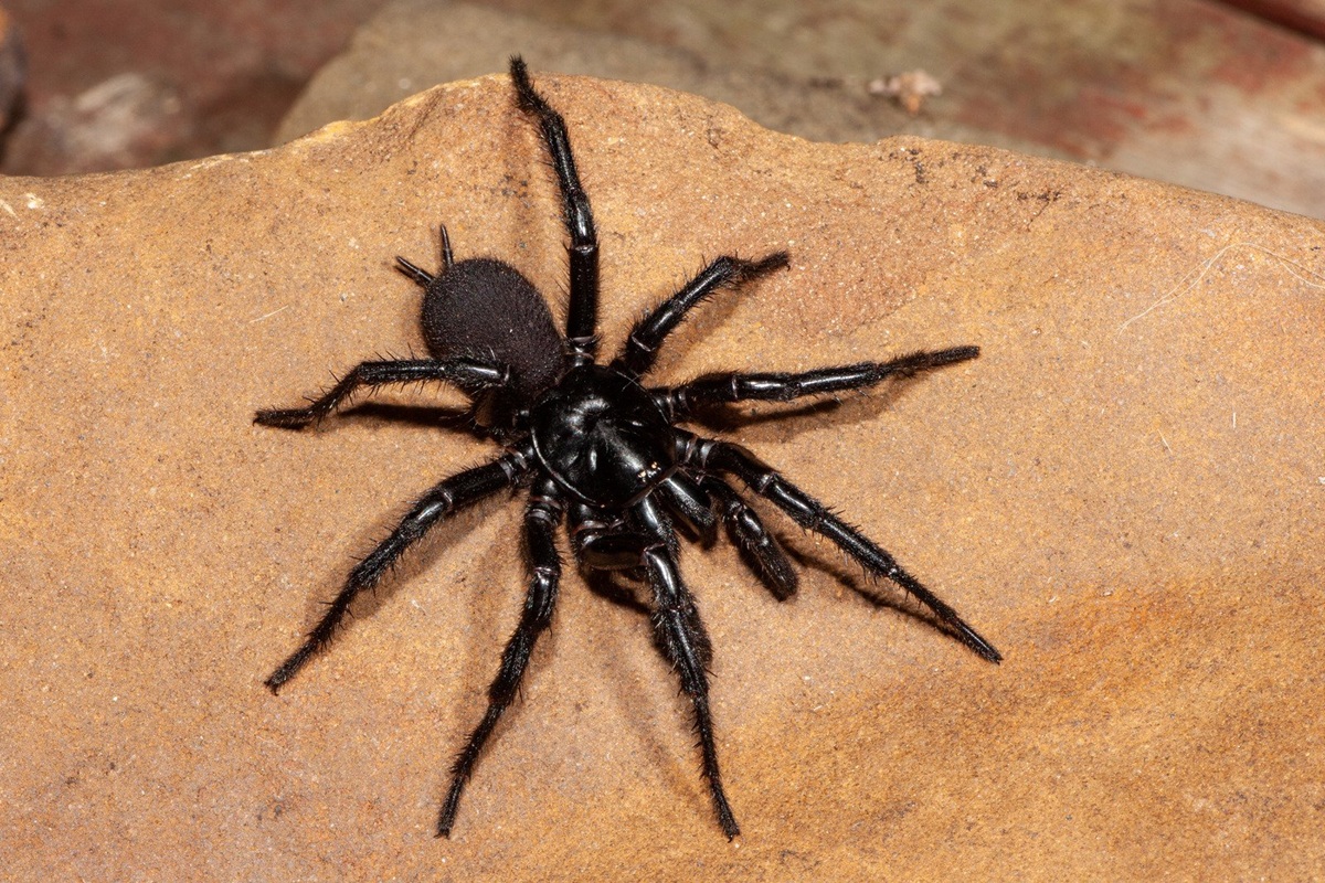 Big Black australian spiders