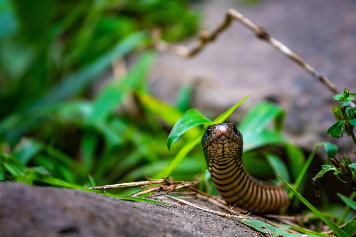 Snake bites