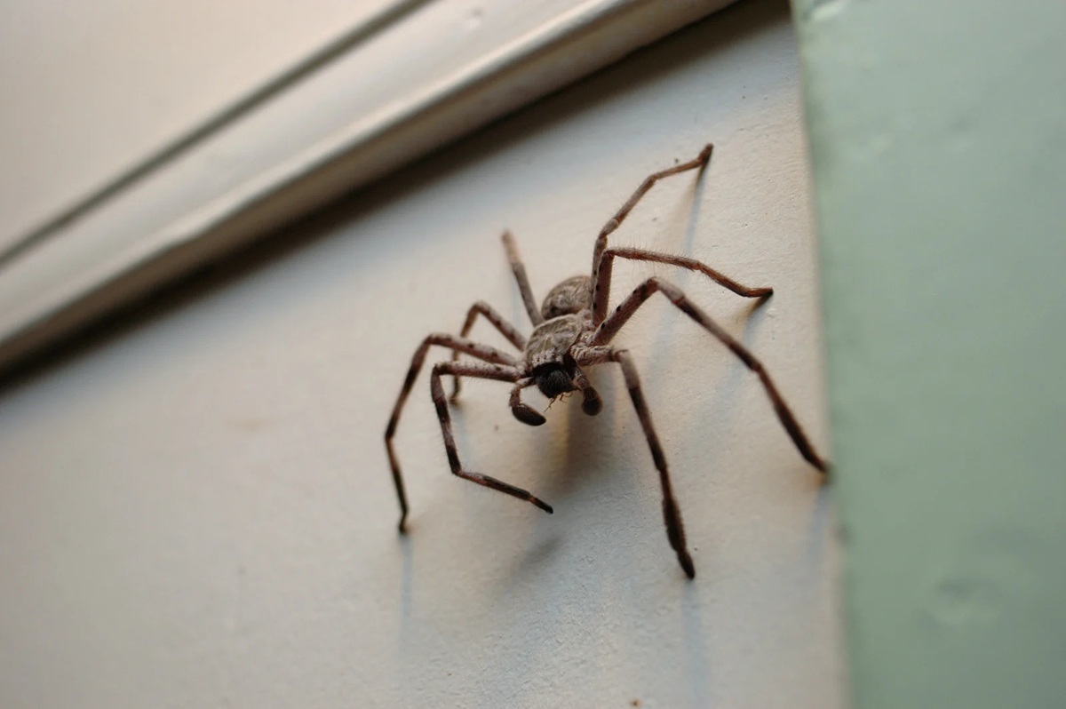 huntsman spider