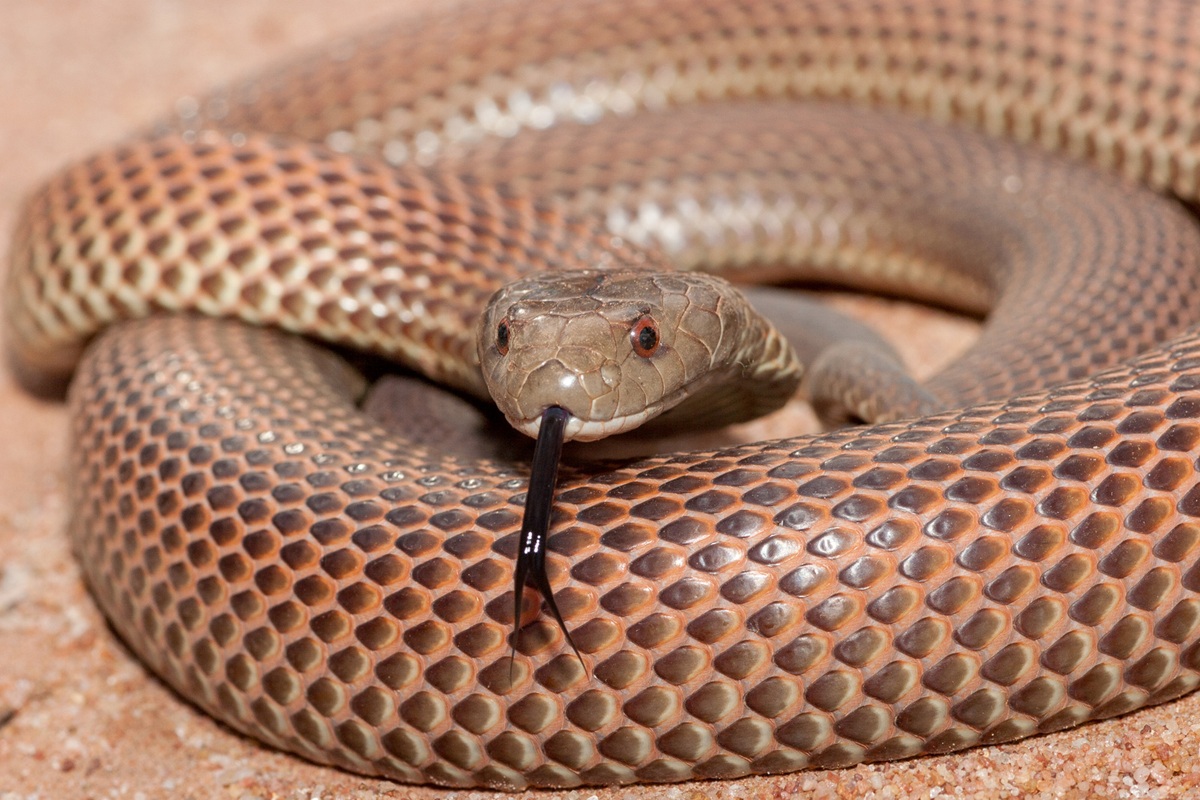 King Brown or Mulga Snake