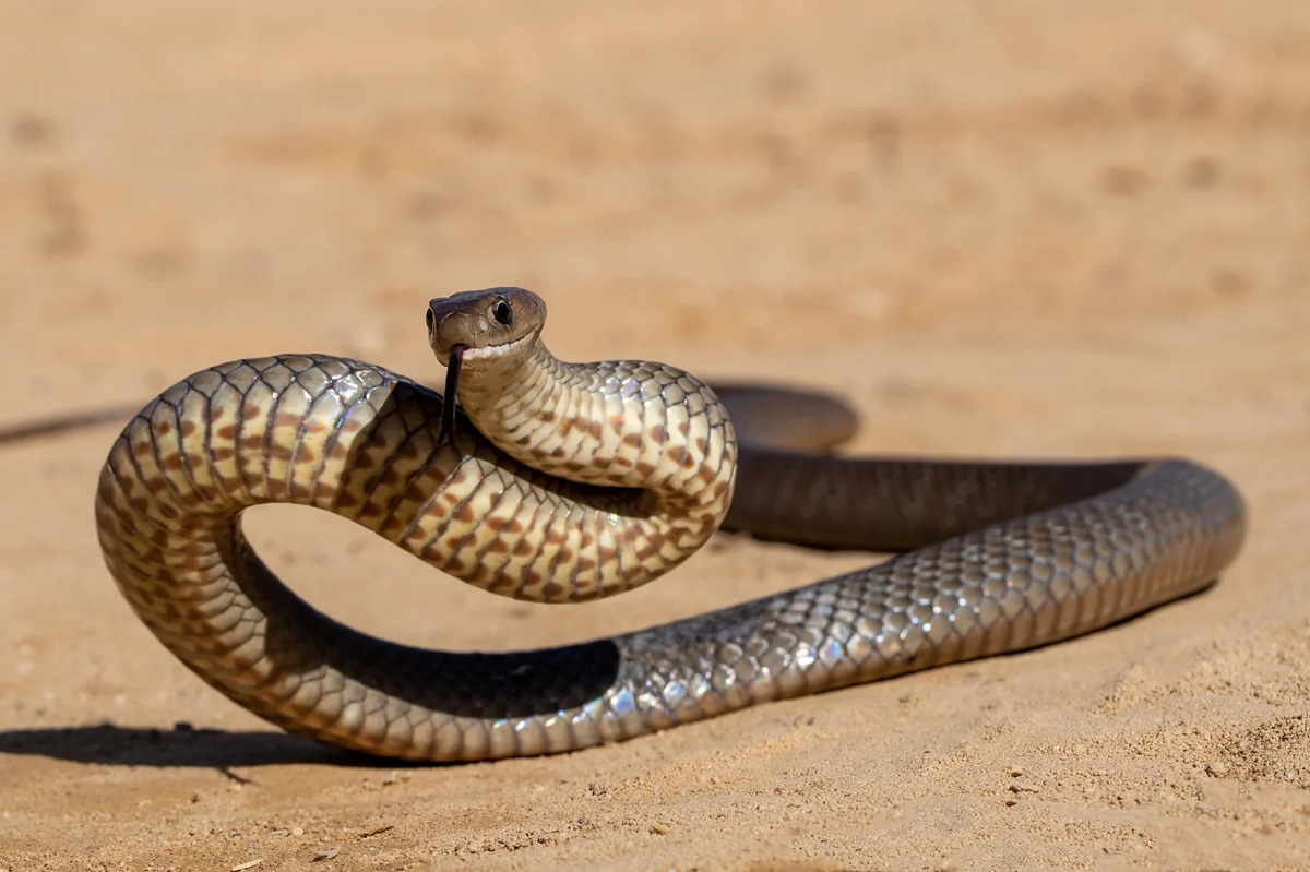 Eastern Brown Snake