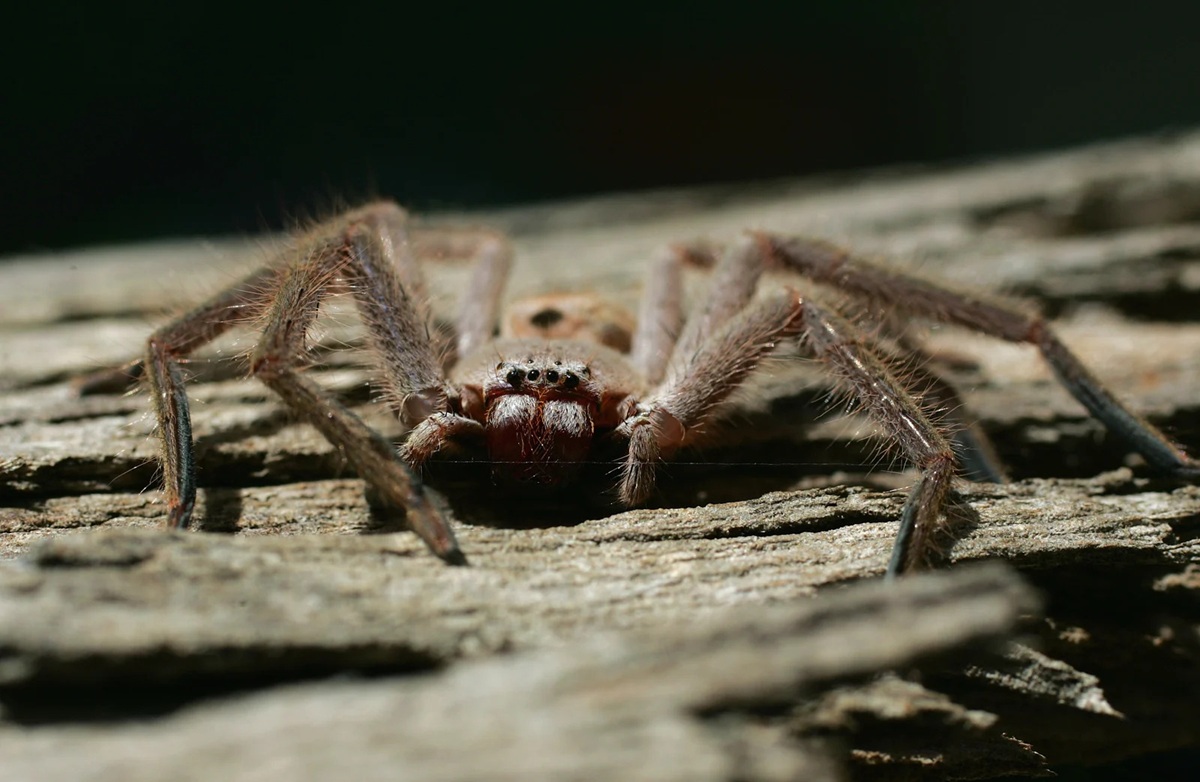 The Ultimate Guide to Australian Spider Bites and First Aid - Featured blog post image for LFA First Response