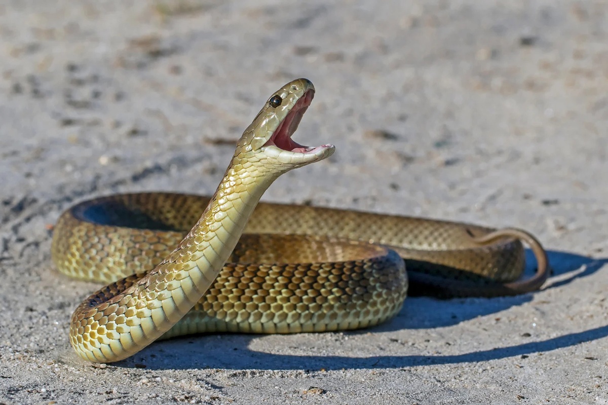 How to Tell if a Snake is Venomous (Without Getting Close Enough to Find Out) - Featured blog post image for LFA First Response