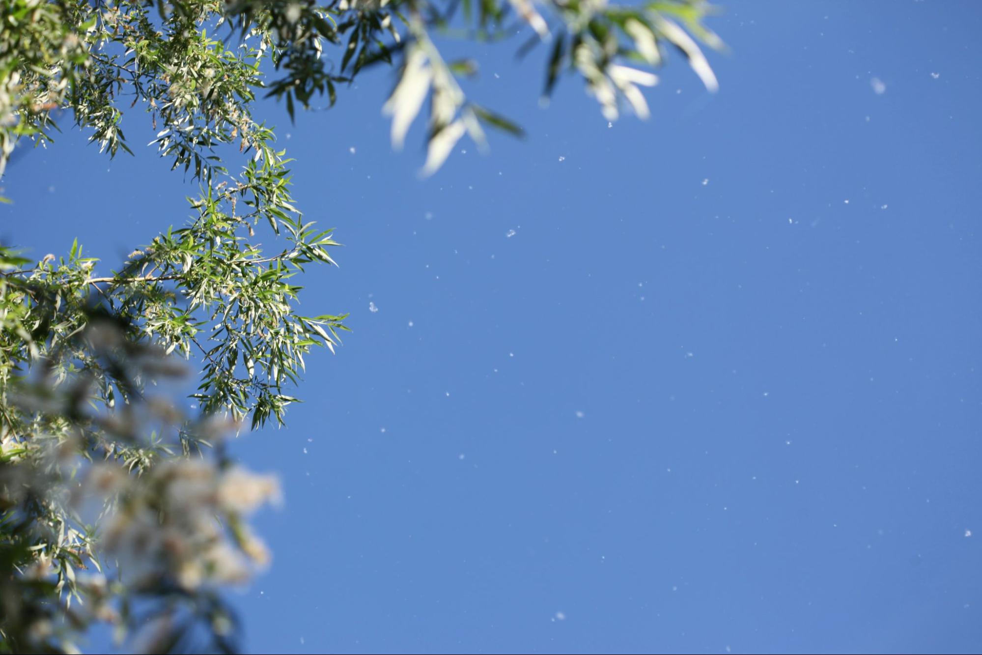 How Workplaces and Schools Can Prepare for Hay Fever Season in Australia - Featured blog post image for LFA First Response
